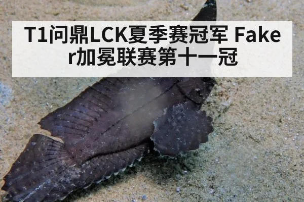 T1问鼎LCK夏季赛冠军 Faker加冕联赛第十一冠